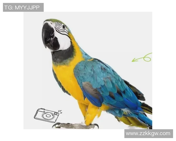 足球球星的鸟类昵称背后隐藏的趣味故事与文化解读 足球球星的鸟类昵称背后隐藏的趣味故事与文化解读